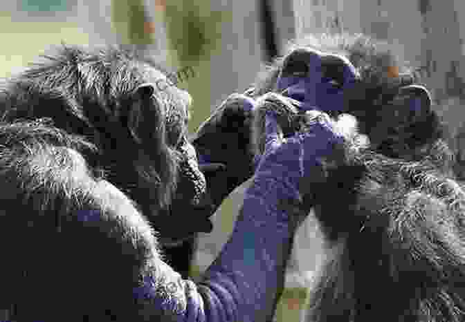 A Group Of Chimpanzees Interacting And Grooming Each Other. Mr Tompkins And Jane Goodall In Chimpland