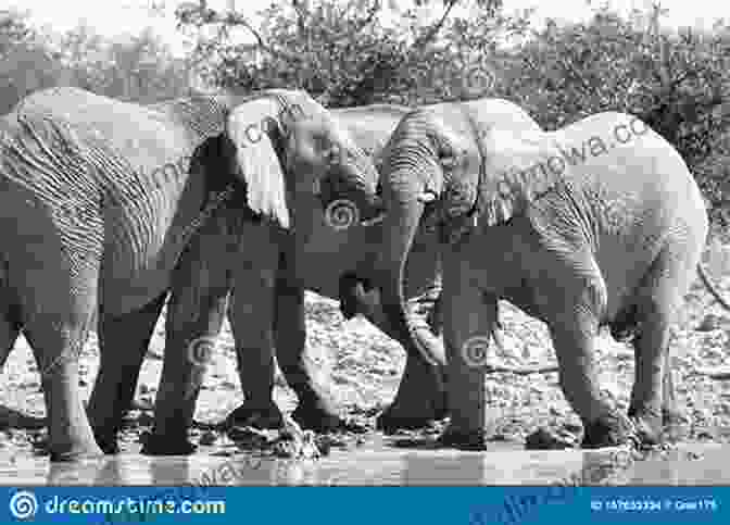 A Herd Of Elephants Crossing The Etosha Salt Pan Natural Splendours Of Namibia