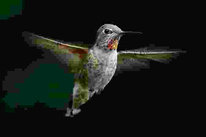 A Hummingbird Hovering In Mid Air Hummingbirds: A Guide To Every Species