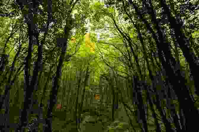 A Lush Forest In Mazandaran, With Tall Trees And Vibrant Undergrowth, Capturing The Beauty Of Iran's Diverse Ecosystems UNSEEN IRAN In Gopro S Eye Photo Essay (Iran 2)