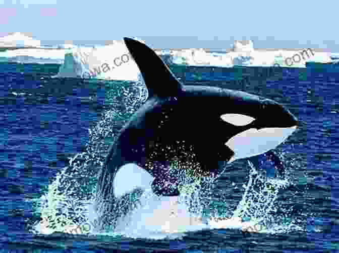 A Majestic Orca Swimming Freely In The Ocean, A Symbol Of Freedom And The Wild. The Lost Whale: The True Story Of An Orca Named Luna