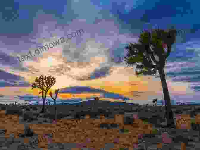 A Panoramic View Of The American Desert, With A Lone Joshua Tree In The Foreground And A Vibrant Sunset Sky In The Background. The Image Evokes A Sense Of Mystery, Wonder, And Spiritual Awakening. Motel Nirvana: Dreaming Of The New Age In The American Desert