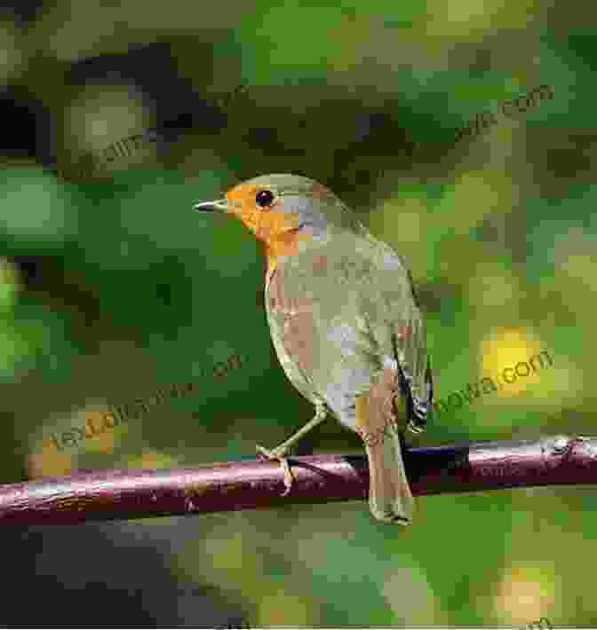 A Vibrant Bird Perched On A Branch, Its Beak Open In Song The Gull Next Door: A Portrait Of A Misunderstood Bird (Wild Nature Press)