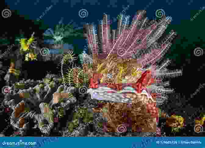 A Vibrant Orange Nudibranch With Intricate Markings Crawls Across A Coral Reef. Cayman Has Nudibranchs And Other Sea Slugs: A Photographic Collection Of Sea Slugs The Authors Found While Diving Grand Cayman