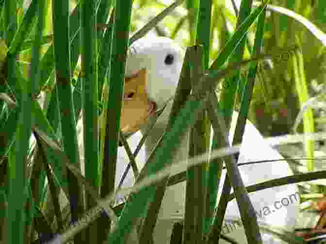 Baby Duck Peeking Out From Under A Lily Pad As A Baby Duck Listens To Thunder: A Foreign Expert In English Guangzhou China 1982 83