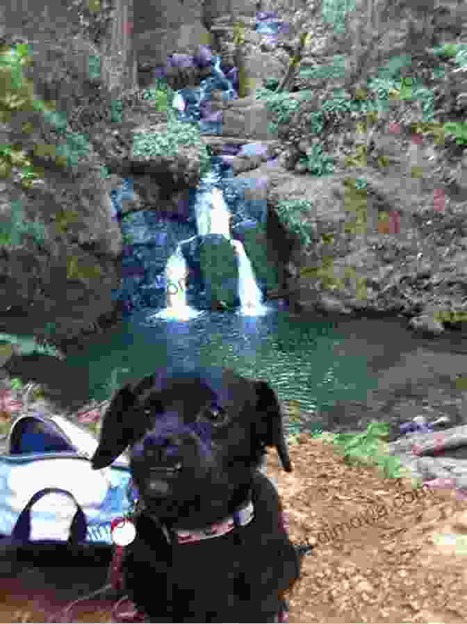 Caesars Head State Park: Explore Miles Of Dog Friendly Trails And Majestic Waterfalls Best Dog Hikes South Carolina