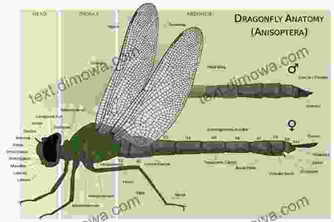 Diagram Illustrating The Anatomy Of A Dragonfly, Highlighting Key Features Dragonflies (Collins New Naturalist Library 106)