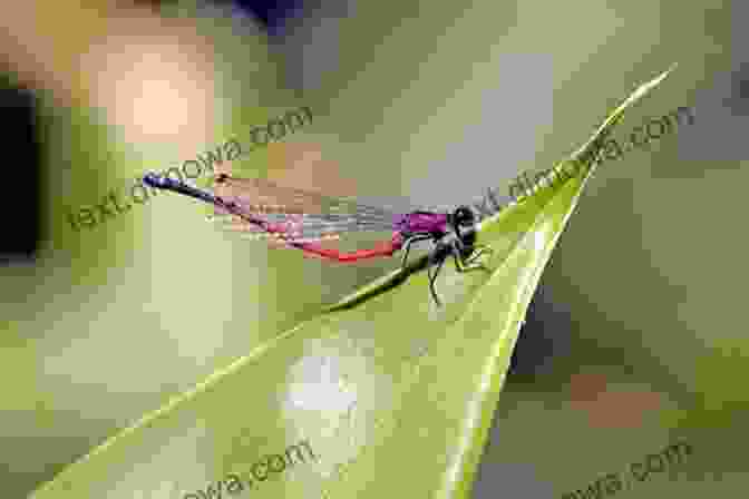 Dragonfly Perched On A Leaf, Displaying Vibrant Iridescent Wings Dragonflies (Collins New Naturalist Library 106)