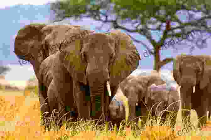 Elephant Herd In The Serengeti Asmara To Zanzibar: A Photo Tour And Travel Log Of East Africa