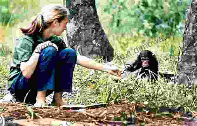 Jane Goodall Interacting With Chimpanzees In Their Natural Habitat, Reflecting Her Dedication To Their Conservation. Mr Tompkins And Jane Goodall In Chimpland