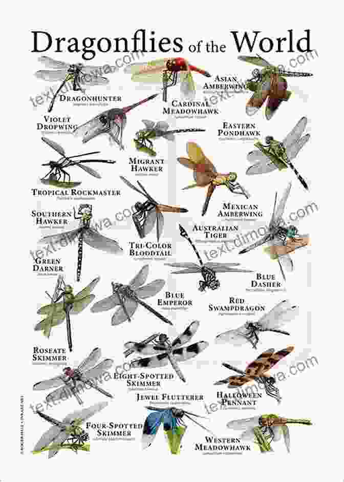 Montage Of Different Dragonfly Species, Showcasing Their Varied Colors And Wing Patterns Dragonflies (Collins New Naturalist Library 106)