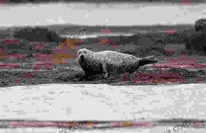 Seals On The Outer Hebrides Outer Hebrides: The Western Isles Of Scotland From Lewis To Barra (Bradt Travel Guides (Regional Guides))