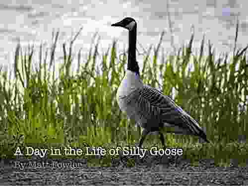 A Day In The Life Of Silly Goose